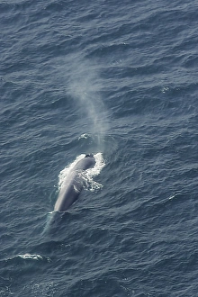 Blue whale (Balaenoptera muscularis) showing characteristic column of spray as it breaths. Aerial photograph Blue whale (Balaenoptera muscularis) showing characteristic column of spray as it breaths. Aerial photograph