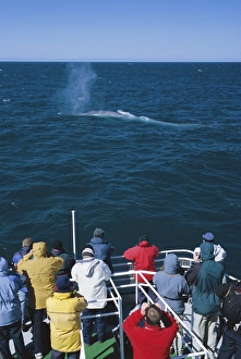 Blue whale surfacing in front of tourists on a SeaTours trip. Olafsvik, Iceland Blue whale surfacing in front of tourists on a SeaTours trip. Olafsvik, Iceland