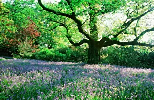 Bluebells in Ambleside in the Lake District UK Bluebells in Ambleside in the Lake District UK