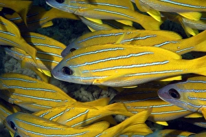 Bluestripe Snapper (Lutjanus kasmira). Borneo, Malaysia (RR) Bluestripe Snapper (Lutjanus kasmira). Borneo, Malaysia (RR)