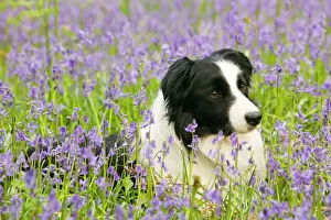 A Border Collie dog in bluebells in the Lake District UK A Border Collie dog in bluebells in the Lake District UK