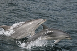 Bottlenose Dolphin Images Prints: Bottlenose dolphin and calf leaping together at the surface