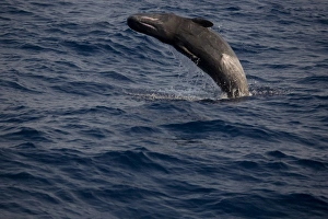 Physeter Macrocephalus Images Prints: Breaching sperm whale (Physeter macrocephalus). Greece, Eastern Med
