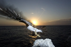 Brown booby, Sula leucogaster, flying off at sunset, St. Peter and St. Pauls rocks, Brazil, Atlantic Brown booby, Sula leucogaster, flying off at sunset, St. Peter and St. Pauls rocks, Brazil, Atlantic