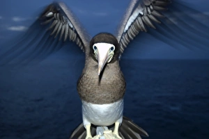 Brown booby, Sula leucogaster, at night, St. Peter and St. Pauls rocks, Brazil, Atlantic Ocean Brown booby, Sula leucogaster, at night, St. Peter and St. Pauls rocks, Brazil, Atlantic Ocean