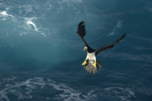 Brown booby, Sula leucogaster, preparing for landing, St. Peter and St. Pauls rocks Brazil, Atlantic Brown booby, Sula leucogaster, preparing for landing, St. Peter and St. Pauls rocks Brazil, Atlantic