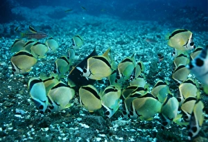 Saltwater Fish Prints: Butterflyfish