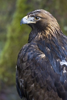 Captive adult golden eagle (Aquila chrysaetos)at the raptor rehabilitation center just outside of Sitka Captive adult golden eagle (Aquila chrysaetos)at the raptor rehabilitation center just outside of Sitka