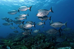 Chubs, Kyphosus sectatrix, schooling, Fernando de Noronha, Pernambuco, Brazil, Atlantic Ocean Chubs, Kyphosus sectatrix, schooling, Fernando de Noronha, Pernambuco, Brazil, Atlantic Ocean