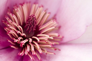 Detailed Floral Photography Prints: Closeup of a flower