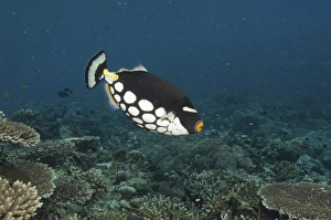 Clown Triggerfish (Balistoides conspicillum), swimming over tropical coral reef Clown Triggerfish (Balistoides conspicillum), swimming over tropical coral reef
