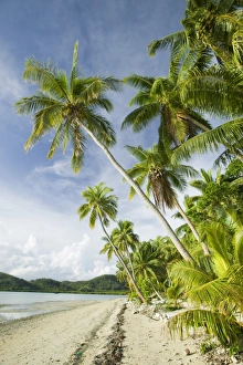 Coconut palms at the Walu Beach Resort on Malolo Island off Fiji Coconut palms at the Walu Beach Resort on Malolo Island off Fiji