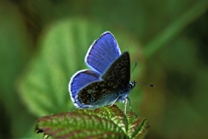 Andrew Davies Photographer Prints: Common blue butterfly