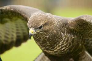 Birds In Flight Stock Photos Prints: A common Buzzard