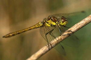 Andrew Davies Photographer Prints: Common darter dragonfly