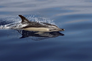 Water Reflections Photography Prints: Common Dolphin racing along the surface reflected in the water. The Azores
