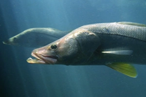 Common snook or Snoek, Centropomus undecimalis, Homosassa Springs Wildlife State Park, Florida, USA (RR) Common snook or Snoek, Centropomus undecimalis, Homosassa Springs Wildlife State Park, Florida, USA (RR)