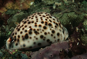 Tropical Ocean Photography Prints: Cowrie