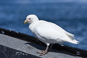 Curious adult pale-faced sheathbill(s) (Chionis alba) alight on Lindblad Expedition Zodiacs on Usefull Island near Curious adult pale-faced sheathbill(s) (Chionis alba) alight on Lindblad Expedition Zodiacs on Usefull Island near