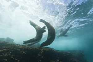 Curious Galapagos sea lions (Zalophus wollebaeki) underwater at the Guy Fawkes Islets near Santa Cruz Island in Curious Galapagos sea lions (Zalophus wollebaeki) underwater at the Guy Fawkes Islets near Santa Cruz Island in