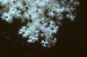 Delicate white soft coral on sunken ship Truk. Truk (Chuuk) Delicate white soft coral on sunken ship Truk. Truk (Chuuk)