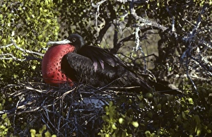Displaying male magnificent frigatebird. (Fregata magnificens). North Seymour Island, Galapagos, Ecuador Displaying male magnificent frigatebird. (Fregata magnificens). North Seymour Island, Galapagos, Ecuador