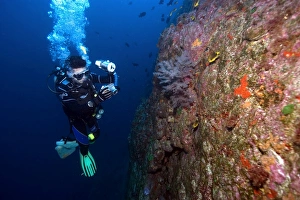 Diver photographs black coral, Anthipataria sp. St. Peter and St. Pauls rocks, Brazil, Atlantic Diver photographs black coral, Anthipataria sp. St. Peter and St. Pauls rocks, Brazil, Atlantic