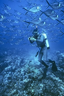 Diver surrounded by steel pompano. (Trachinotus stilbeand Homo sapiens). Galapagos Islands, Ecuador Diver surrounded by steel pompano. (Trachinotus stilbeand Homo sapiens). Galapagos Islands, Ecuador