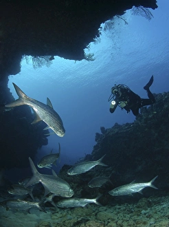 Diver using torch amidst school of tarpon (Megalops atlanticus), Grand Cayman Island Diver using torch amidst school of tarpon (Megalops atlanticus), Grand Cayman Island