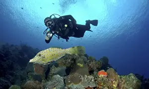 Diver using torch with scrawled filefish (Aluterus scriptus)