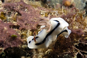 Dorid Nudibranch (Chromodoris willani). Borneo, Malaysia (RR) Dorid Nudibranch (Chromodoris willani). Borneo, Malaysia (RR)