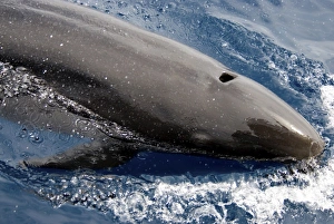 False Killer Whale (Pseudorca Crassidens). Azores, North Atlantic False Killer Whale (Pseudorca Crassidens). Azores, North Atlantic