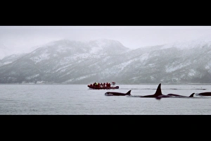 Family pod of Killer whales (Orcinus orca) with whale-watchers in rubber boat behind Family pod of Killer whales (Orcinus orca) with whale-watchers in rubber boat behind
