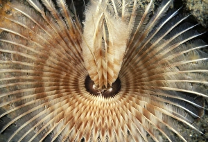 Marine Invertebrates Prints: Feather worm