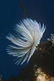Featherduster Worm (Sabellastarte sanctijosephi), beautiful fan at full stretch with dark blue background Featherduster Worm (Sabellastarte sanctijosephi), beautiful fan at full stretch with dark blue background