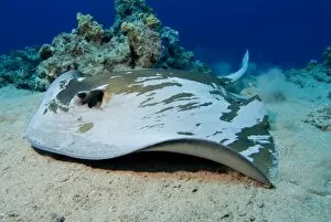 Images Dated 3rd August 2006: Feathertail Stingray (Pastinachus sephen). Red Sea