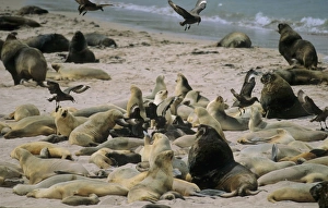 Female Hookers Sea Lions (Phocarctos Hookeri) between birth giving and mating Female Hookers Sea Lions (Phocarctos Hookeri) between birth giving and mating