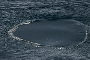 Fin whale fluke print, or foot print, caused by the powerful up stroke of a whales tail while it is still near Fin whale fluke print, or foot print, caused by the powerful up stroke of a whales tail while it is still near