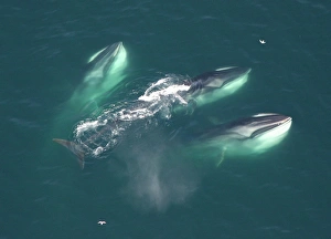 Three Finback whales. Gulf of Maine, USA (rr) Three Finback whales. Gulf of Maine, USA (rr)