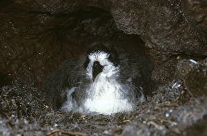 Fledging Galapagos petrel chick in nest burrow. (Pterodroma phaeopygia). Highlands of Santa Cruz Island, Galapagos Fledging Galapagos petrel chick in nest burrow. (Pterodroma phaeopygia). Highlands of Santa Cruz Island, Galapagos