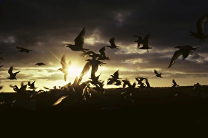 Flock of swallow-tailed gulls taking off into the sun. (Creagrus furcatus). South Plaza Island, Galapagos Flock of swallow-tailed gulls taking off into the sun. (Creagrus furcatus). South Plaza Island, Galapagos