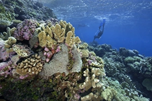 Tropical Marine Life Photography Prints: Free divers explore the pristine reef, Jaboan, Rongelap, Marshall Islands, Micronesia