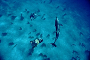 Free diving with Atlantic spotted dolphins (Stenella frontalis) in clear waters off Island of Bimini Free diving with Atlantic spotted dolphins (Stenella frontalis) in clear waters off Island of Bimini