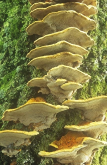 Tree Fungus Growth Prints: Funghi growing on a tree trunk