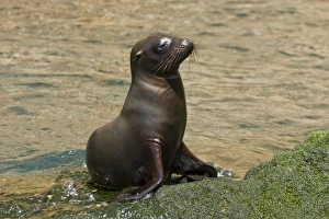 Galapagos sea lion pup (Zalophus wollebaeki) in Gardner Bay on Espanola Island in the Galapagos Island roup, Ecuador Galapagos sea lion pup (Zalophus wollebaeki) in Gardner Bay on Espanola Island in the Galapagos Island roup, Ecuador