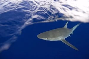 Images Dated 23rd December 2006: Galapagos sharks, Carcharhinus galapagensis, Oahu, Hawaii