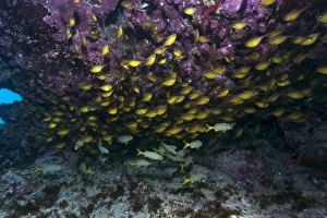 Glassy sweepers, Pempheris schomburgki, large aggregation, Fernando de Noronha Glassy sweepers, Pempheris schomburgki, large aggregation, Fernando de Noronha