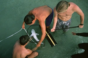 Graduate students measuring a sandbar shark pup (Carcharhinus plumbeus) for scientific research, Kaneohe Bay, Oahu Graduate students measuring a sandbar shark pup (Carcharhinus plumbeus) for scientific research, Kaneohe Bay, Oahu