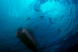 Gray reef sharks, Carcharhinus amblyrhynchos, circle under boat, Truk lagoon, Chuuk, Federated States of Micronesia Gray reef sharks, Carcharhinus amblyrhynchos, circle under boat, Truk lagoon, Chuuk, Federated States of Micronesia