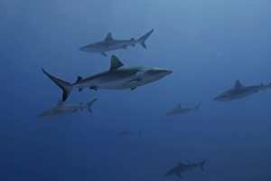 Gray reef sharks, Carcharhinus amblyrhynchos, glide over reef, Chuuk, Federated States of Micronesia, Pacific Gray reef sharks, Carcharhinus amblyrhynchos, glide over reef, Chuuk, Federated States of Micronesia, Pacific